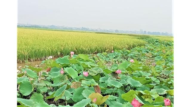  Les fleurs de lotus odorantes en pleine saison du riz. Photo : Minh Minh/NDEL.