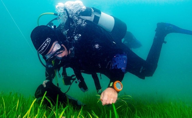 Le projet de plantation d’herbe sous-marine est réalisé au Royaume-Uni. Photo : UNIVERSITÉ DE SWANSEA.