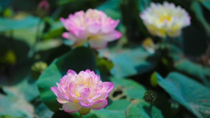 Le « paradis du lotus », situé dans le district de Gia Lâm, est dans la pleine saison de floraison. 