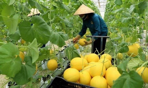 Récolte du melon. Photo: VNA