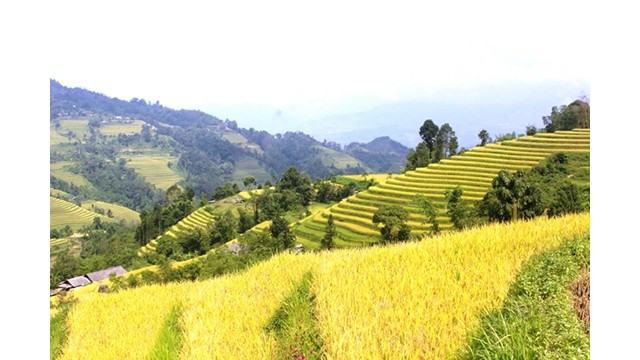  La beauté des rizières en terrasses de Hoàng Su Phi sera présentée sur la plateforme de FPT. Photo d'illustration : dangcongsan.vn