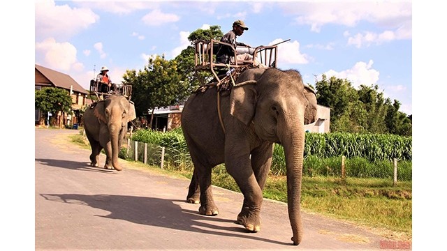  Amener les éléphants dans la forêt. Photo: NDEL