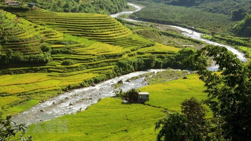 Les rizières en terrasse de la commune frontalière de Si Lo Lau commencent à jaunir. Photo: VNA