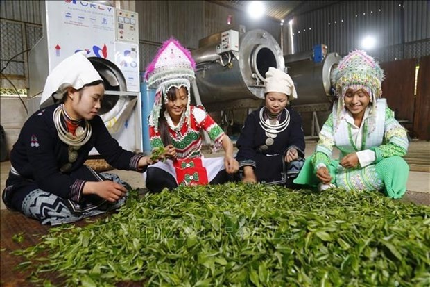 Des femmes d'ethnies minoritaires et des feuilles de thé “Shan Tuyêt”. Photo : VNA.