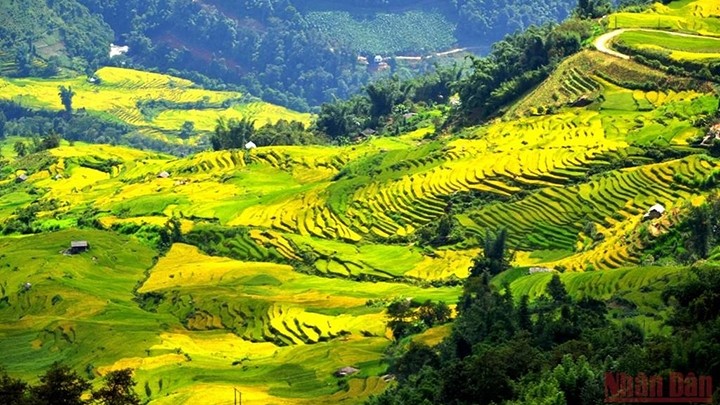 Les rizières en terrasses dans le district de Bat Xat, province de Lào Cai. Photo : NDEL.