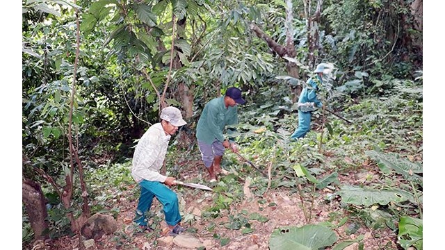 Les habitants du village de Muong Tung protègent la forêt. Photo : NDEL.