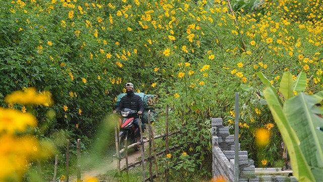 Les tournesols sauvages jaune vif à Diên Biên. Photo : vnexpress.net
