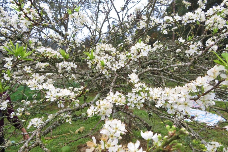 Au milieu de vastes montagnes et forêts de la région du Nord-Ouest, les fleurs de prunier de Bac Hà sont d’une blancheur absolue et brillent de tout leur éclat au début de la nouvelle année. Photo : Minh Hoài/NDEL.