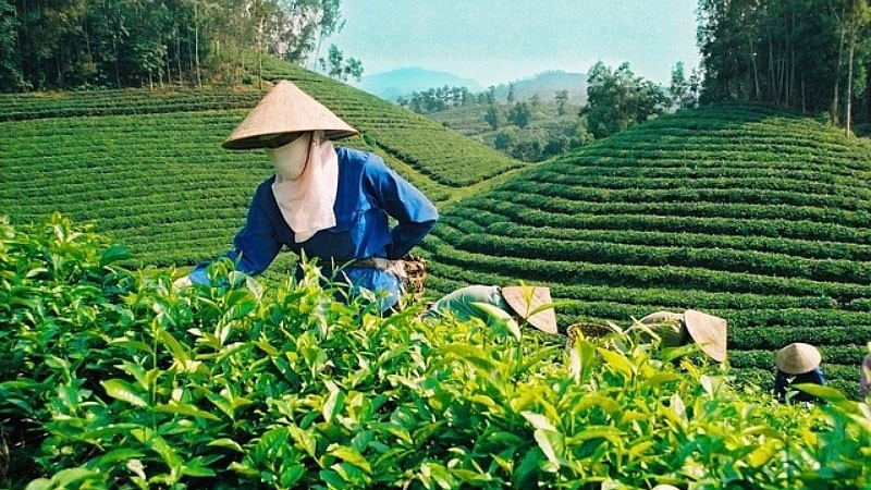 Au cours des 11 premiers mois de l’année dernière, le Vietnam était le principal fournisseur de thé sur le marché taïwanais avec 16 970 tonnes exportées. Photo : congthuong.vn.