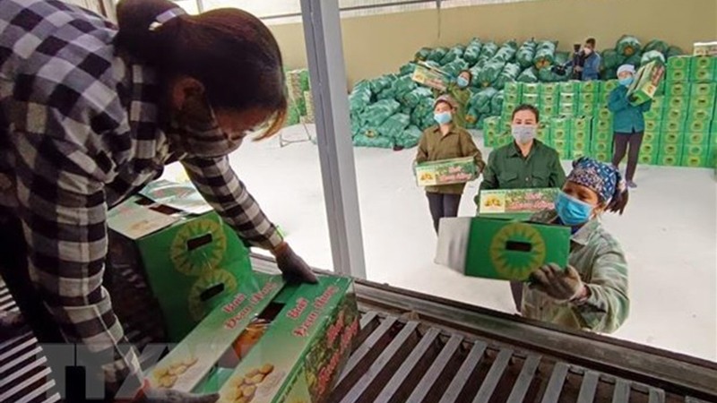Des pamplemousses sont chargés sur un conteneur pour l'exportation. Photo : VNA.