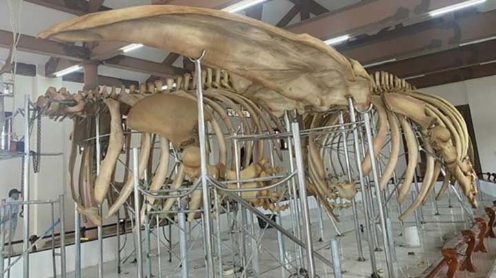 Deux squelettes de baleines à Ly Son. Photo : thanhnien.vn