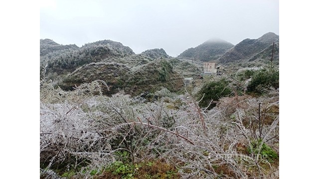  La gelée est apparue sur le plateau calcaire de Dông Van. Photo : congthuong.vn