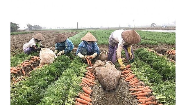 Dans la récolte d'hiver 2021 - 2022, la province compte environ 1 500 hectares de carottes, le rendement est estimé à 65 000 tonnes, soit une augmentation de plus de 7 % par rapport à 2020. Photo : thoidai.com.vn