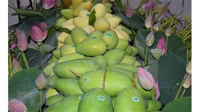 À Dong Thap, la mangue est l'un des produits clés du plan de restructuration agricole de la province. Photo : VNA.