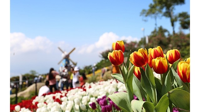 Les tulipes du mont Bà Den. Photo : NDEL.