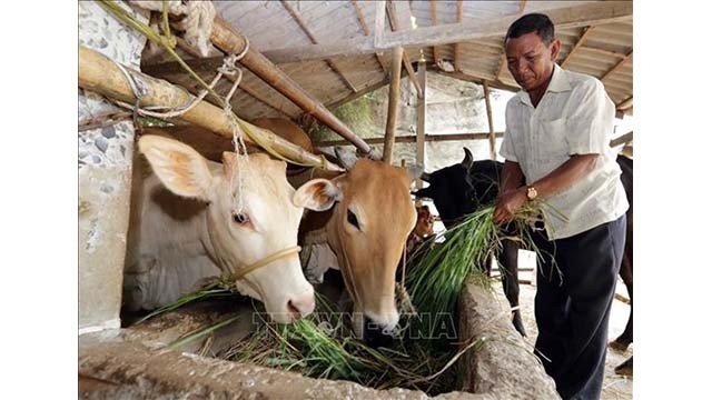 La famille de M. Thach Con dans la commune de Long Hiep du district de Tra Cu, province de Tra Vinh, sort de la pauvreté en 2020 grâce à des prêts préférentiels pour l'élevage de bétail. (Photo: VNA)