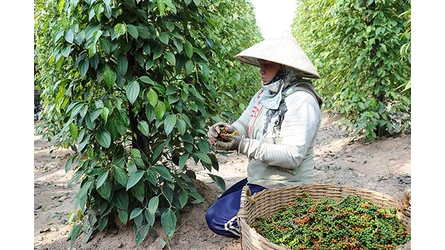 La demande mondiale a augmenté de 1 à 3 % ces dernières années, entraînant une augmentation des prix du poivre. Photo : congthuong.vn