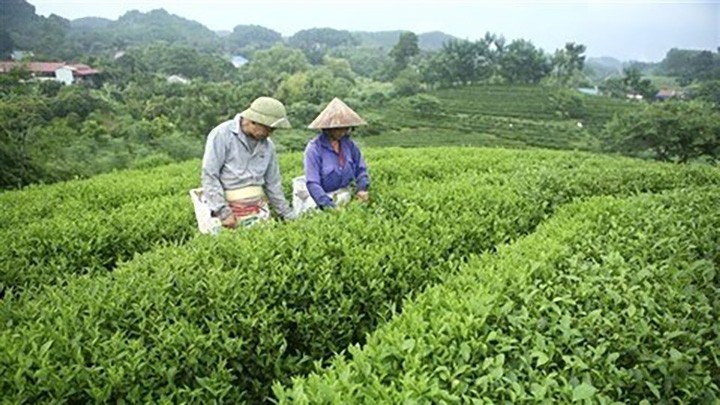 Une plantation de théiers dans la province de Thai Nguyên (au Nord). Photo : VNA.