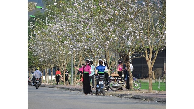 La fête des fleurs de bauhinie de 2022 aura lieu à 20h le 13 mars. Photo : VOV.