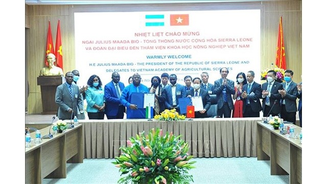 La signature d'un protocole d'accord entre la Sierra Leone et l'Académie des sciences agricoles du Vietnam. Photo : VNA.