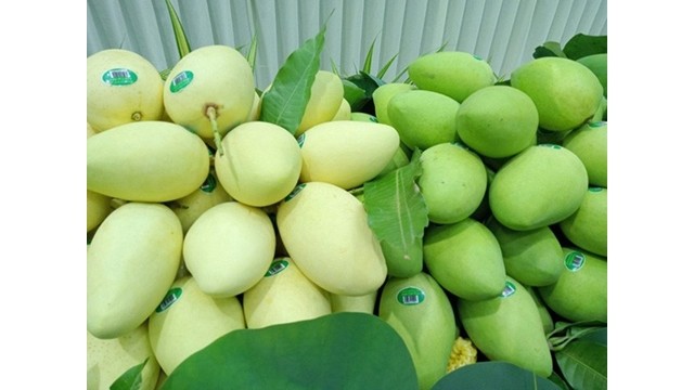Le Vietnam prévoyait de doubler ses exportations de mangues et d’étendre la zone de culture des mangues pour atteindre un chiffre d'affaires de 650 millions de dollars en 2030. Photo : VOV.