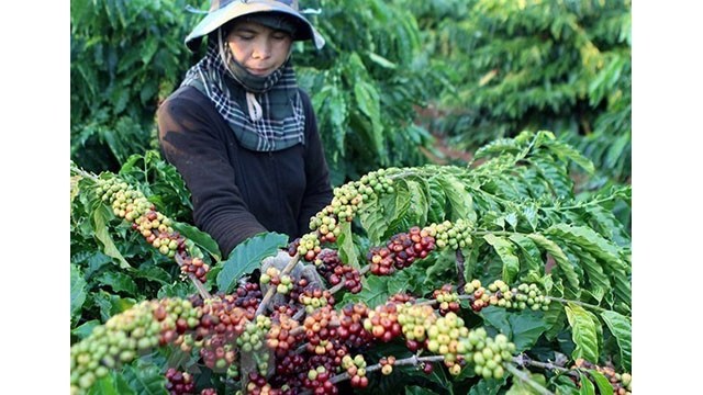 L'Algérie a la demande d'importation des produits phares du Vietnam tels que café,  poivre... Photo : VNA.