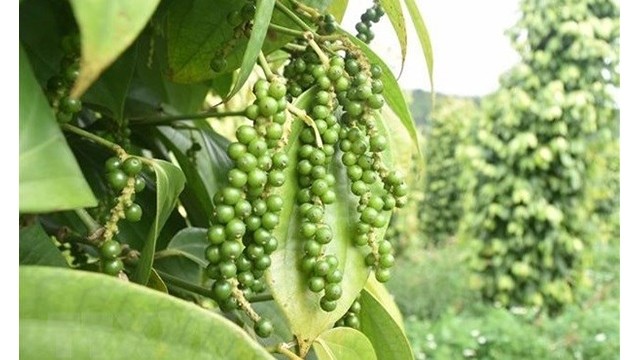 Le poivre est l'un des principaux produits du Vietnam exportés vers le Royaume-Uni. Photo : VNA.