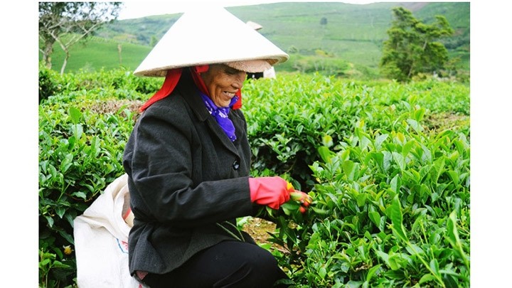 Colline de thé dans la ville de Dà Lat (Lâm Dông). Photo : CPV.