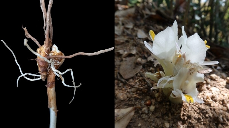 Les fleurs de curcuma Six Senses ramassées lors d’une randonnée dans la forêt. Photo: Six Senses Ninh Vân Bay