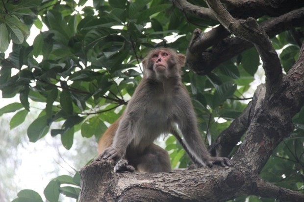 Un macaque rhésus sur l'île de Hon Tra. Photo : danviet.vn