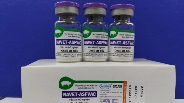 Le Vietnam est le premier pays au monde à avoir réussi à élaborer et produire le vaccin contre la peste porcine africaine. Photo : VNA.