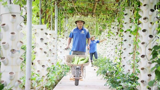 Culture de légumes dans des maisons-serres à la coopérative de production, de commerce et de services biologiques de Bac Giang. Photo : VNA.