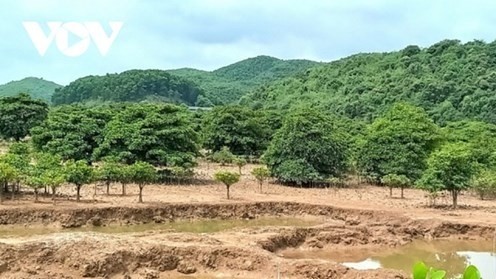 La mangrove de Dông Rui, située à Tiên Yên, un district rattaché à la province de Quang Ninh. Photo : VOV.