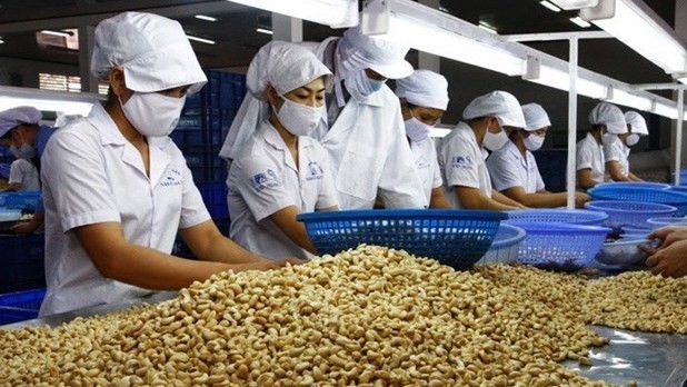 Le marché est en train de faire mentir l’expression «valoir son pesant de noix de cajou». Photo : VNA.