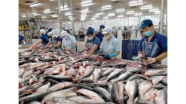  Bonnes nouvelles pour les exportations de pangasius et de crevettes vers le marché chinois. Photo : Journal Công thuong.