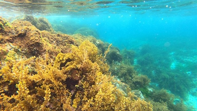 Les récifs coralliens à Quang Ngai. Photo: http://baovanhoa.vn
