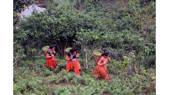 Des femmes ethniques sur la piste vers montagne pour cueillir des feuilles de thé. Photo : VNA.
