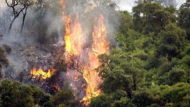 Les incendies ont ravagé des milliers d'hectares en quelques jours. Photo : New Press.