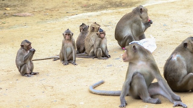 Dans l’île des singes à Cân Gio. Photo : VOV.