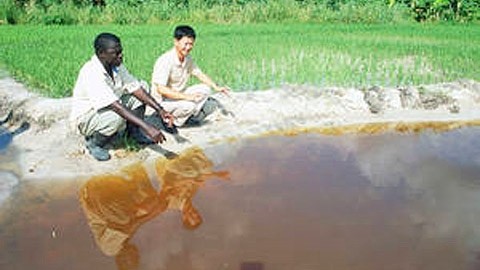 Un expert vietnamien travaille aux côtés de riziculteurs ghanéens dans le cadre d'un projet FAO de coopération Sud-Sud. Photo: FAO.